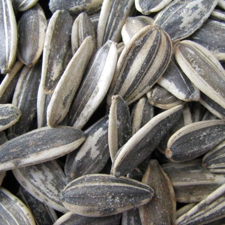 Tureckie Ziarna Słonecznika Słonecznik Mocno Prażony Solony Premium 125g
